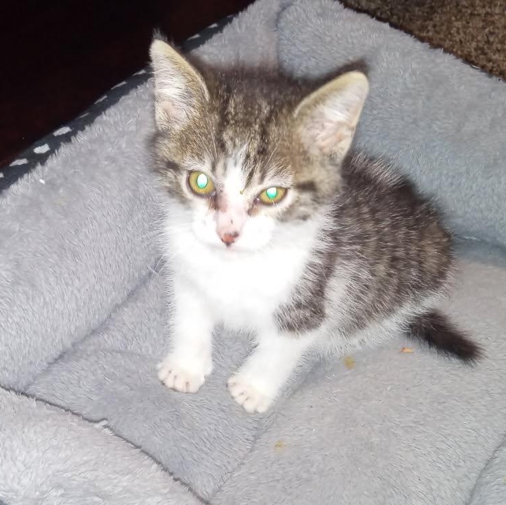 Jetski, an adoptable Tabby in Craig, CO, 81625 | Photo Image 2