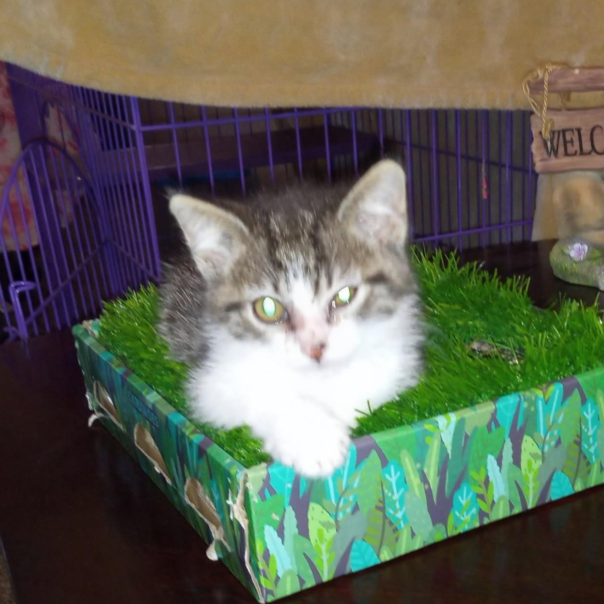 Jetski, an adoptable Tabby in Craig, CO, 81625 | Photo Image 3