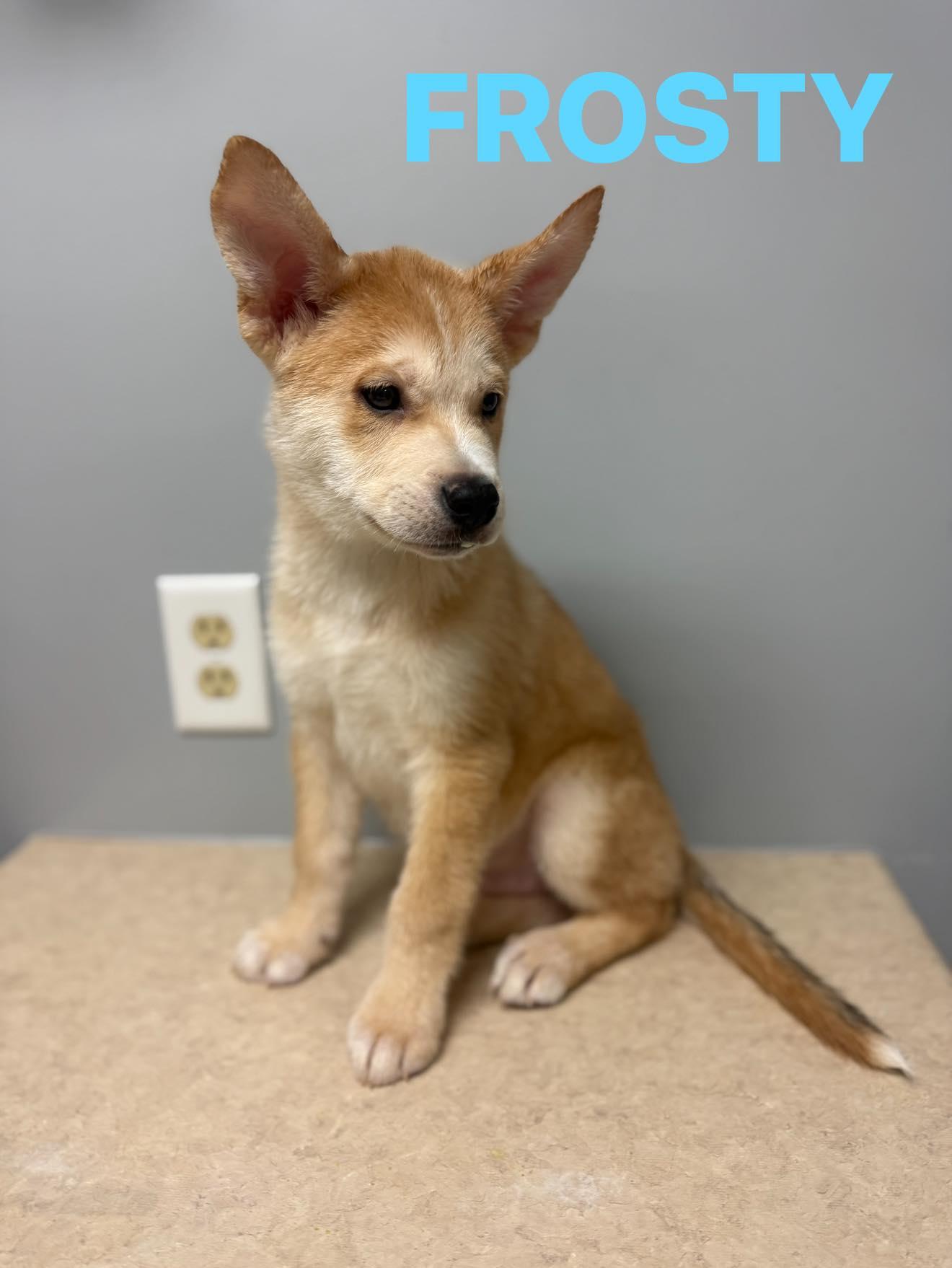 Enlarge Frosty, a Adoptable mixed breed in Circleville, OH image 1/1