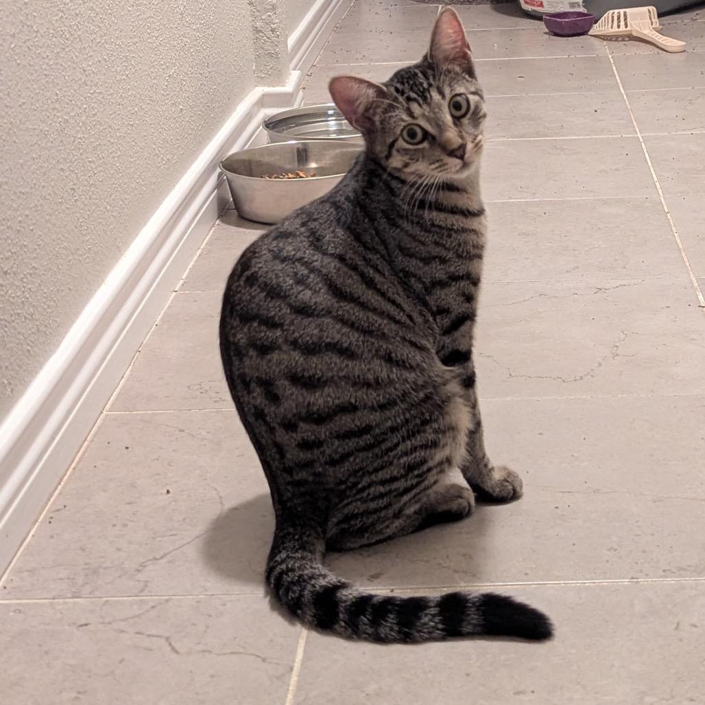 Little Miss Muffet, Adoptable, Young Female Domestic Short Hair.