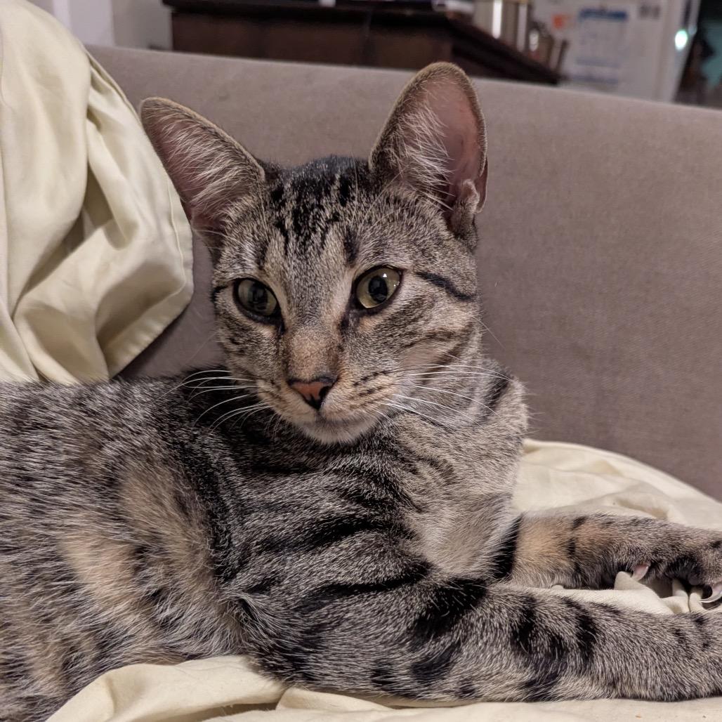 Little Miss Muffet, Adoptable, Young Female Domestic Short Hair.