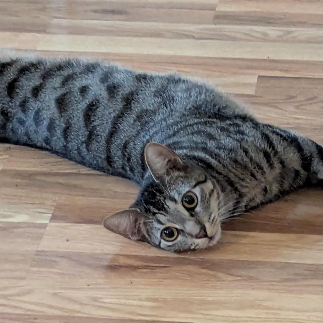 Enlarge Little Miss Muffet, a Adoptable Domestic Short Hair in Boerne, TX image 2/6