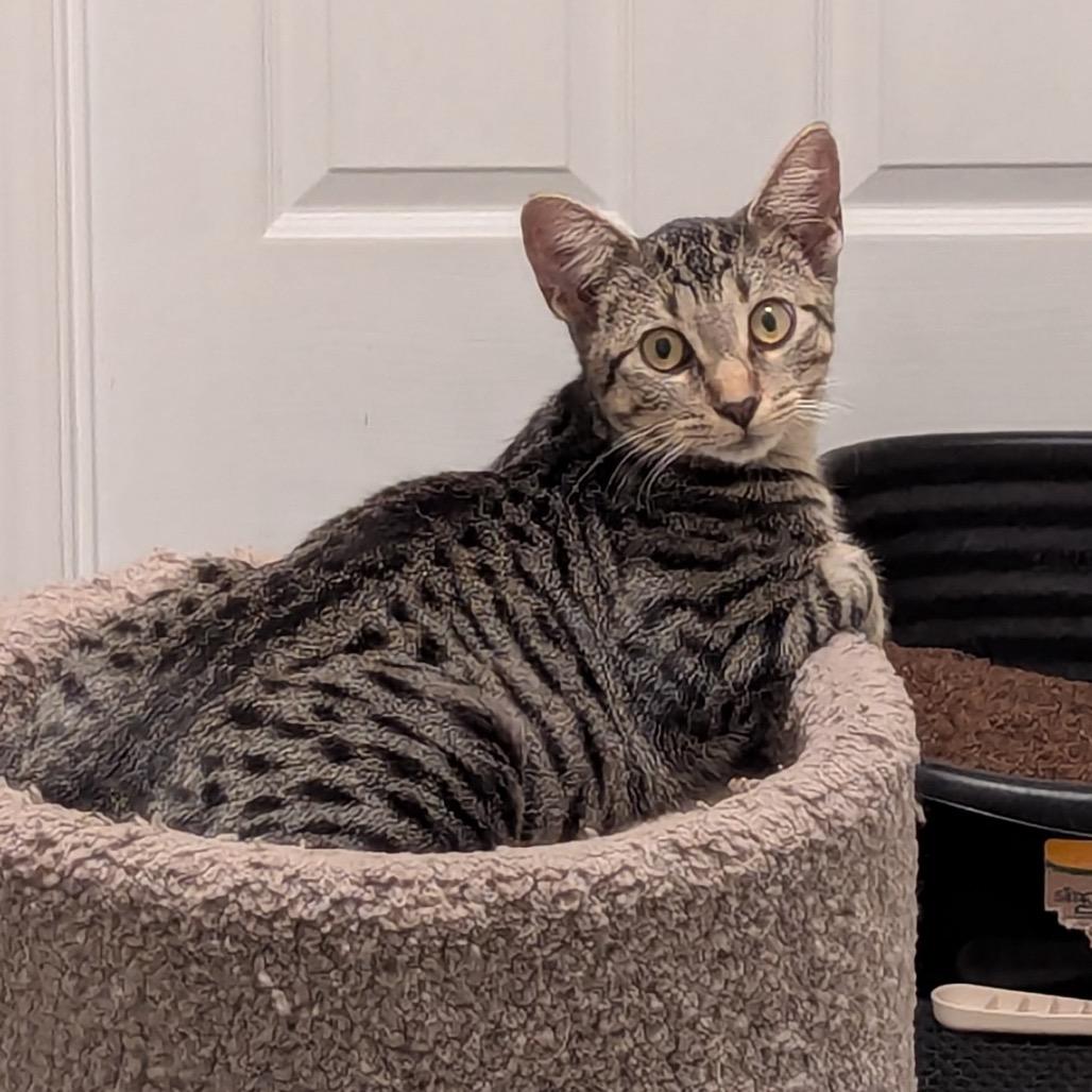 Enlarge Little Miss Muffet, a Adoptable Domestic Short Hair in Boerne, TX image 3/6