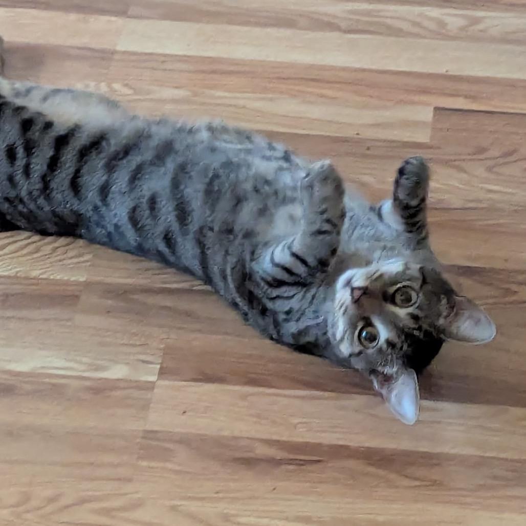 Enlarge Little Miss Muffet, a Adoptable Domestic Short Hair in Boerne, TX image 3/6