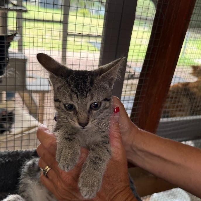 Enlarge Little Miss Muffet, a Adoptable Domestic Short Hair in Boerne, TX image 4/6
