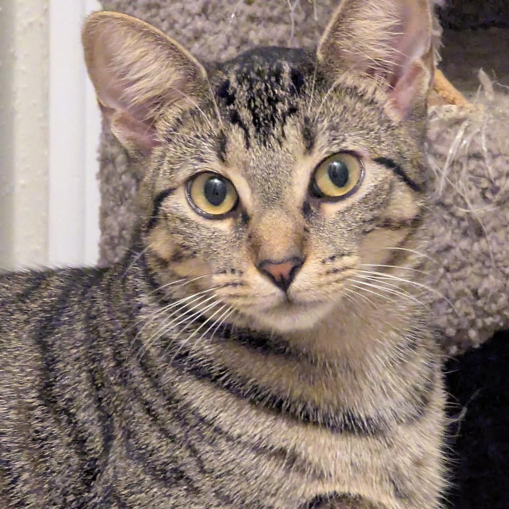 Enlarge Little Miss Muffet, a Adoptable Domestic Short Hair in Boerne, TX image 5/6