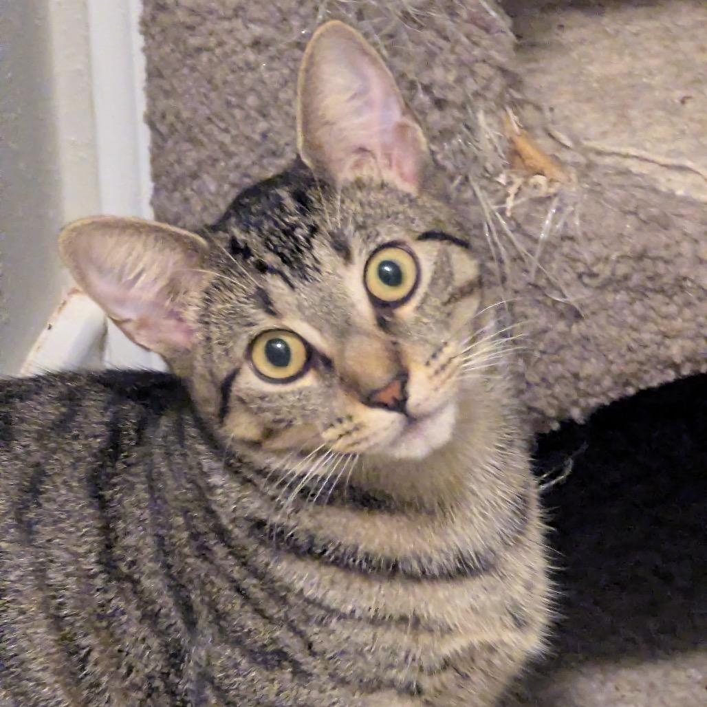 Enlarge Little Miss Muffet, a Adoptable Domestic Short Hair in Boerne, TX image 6/6