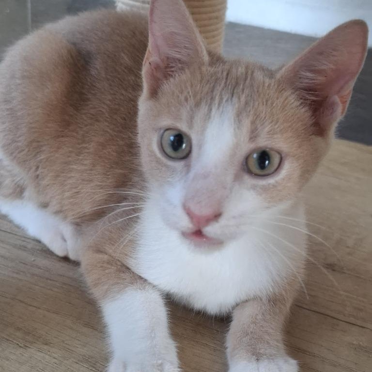 Sanji — thumbnail 5