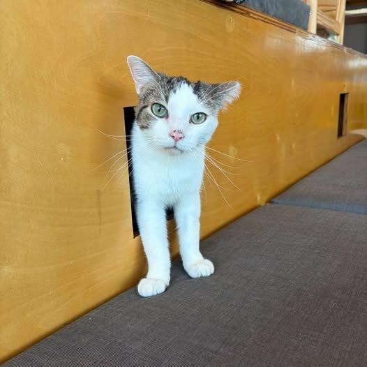 Donut, Adoptable, Young Male Domestic Short Hair.