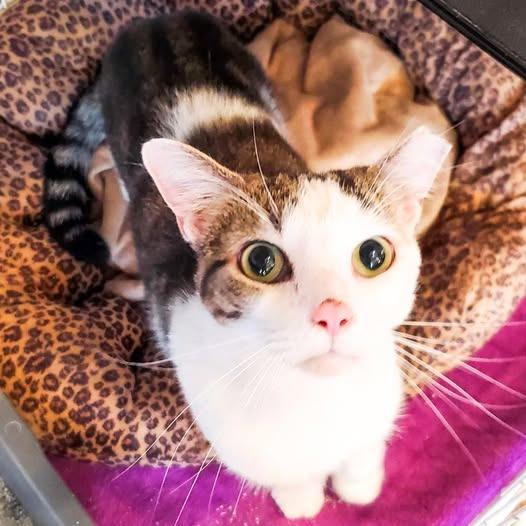 Donut, a Adoptable mixed breed in St. Louis, MO image 2/5