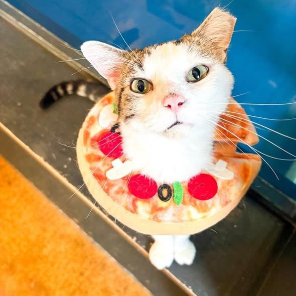 Donut, a Adoptable mixed breed in St. Louis, MO image 4/5