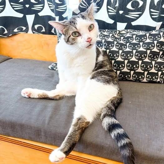 Donut, a Adoptable mixed breed in St. Louis, MO image 5/5
