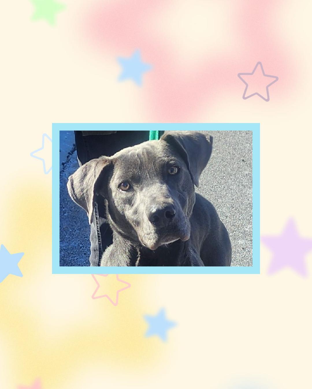Baby Blue (Silver Lab), a Adoptable mixed breed in Lake Geneva, WI image 3/5