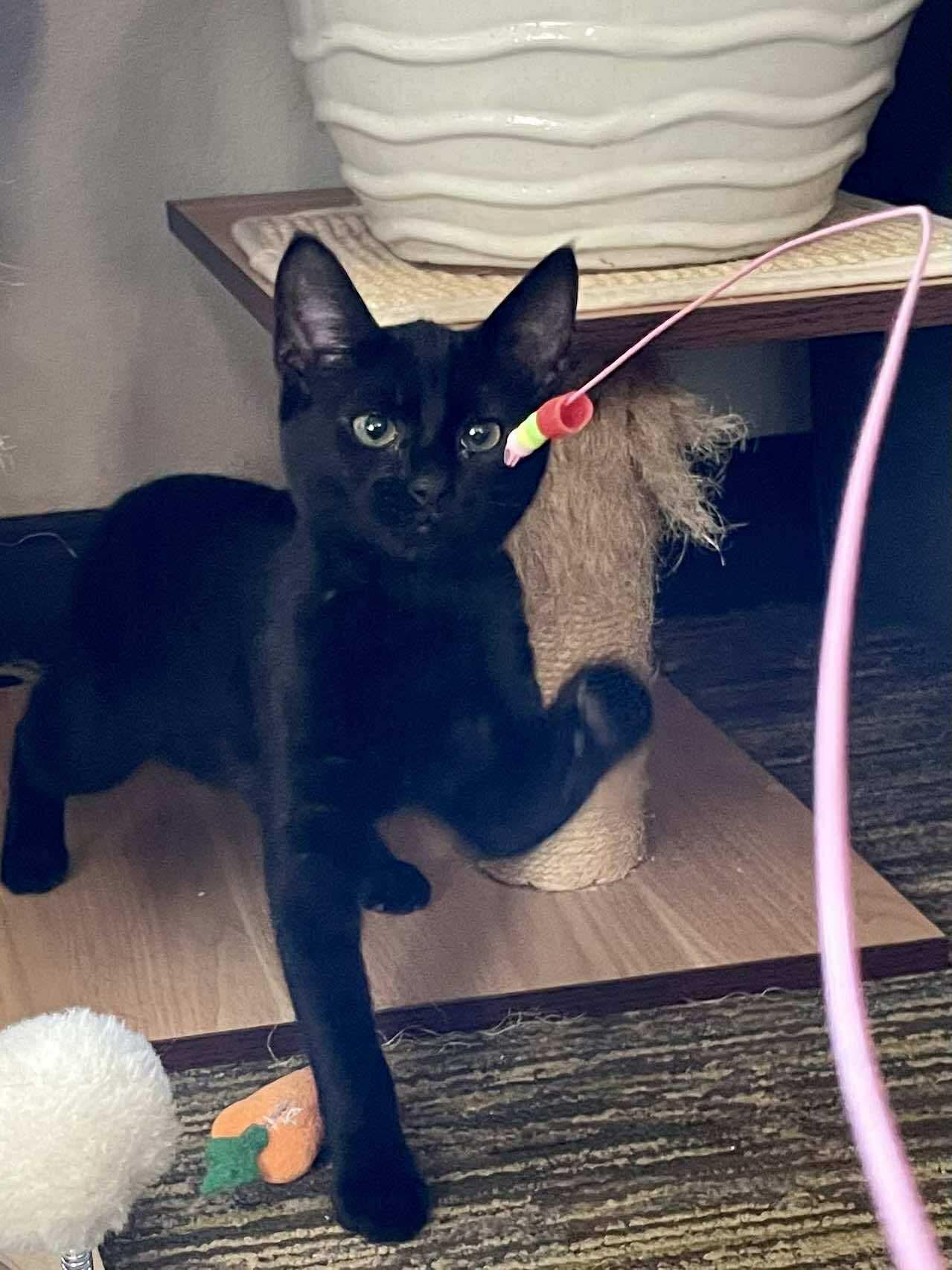 Bolt, a Adoptable Domestic Short Hair in Charlotte, NC image 6/6