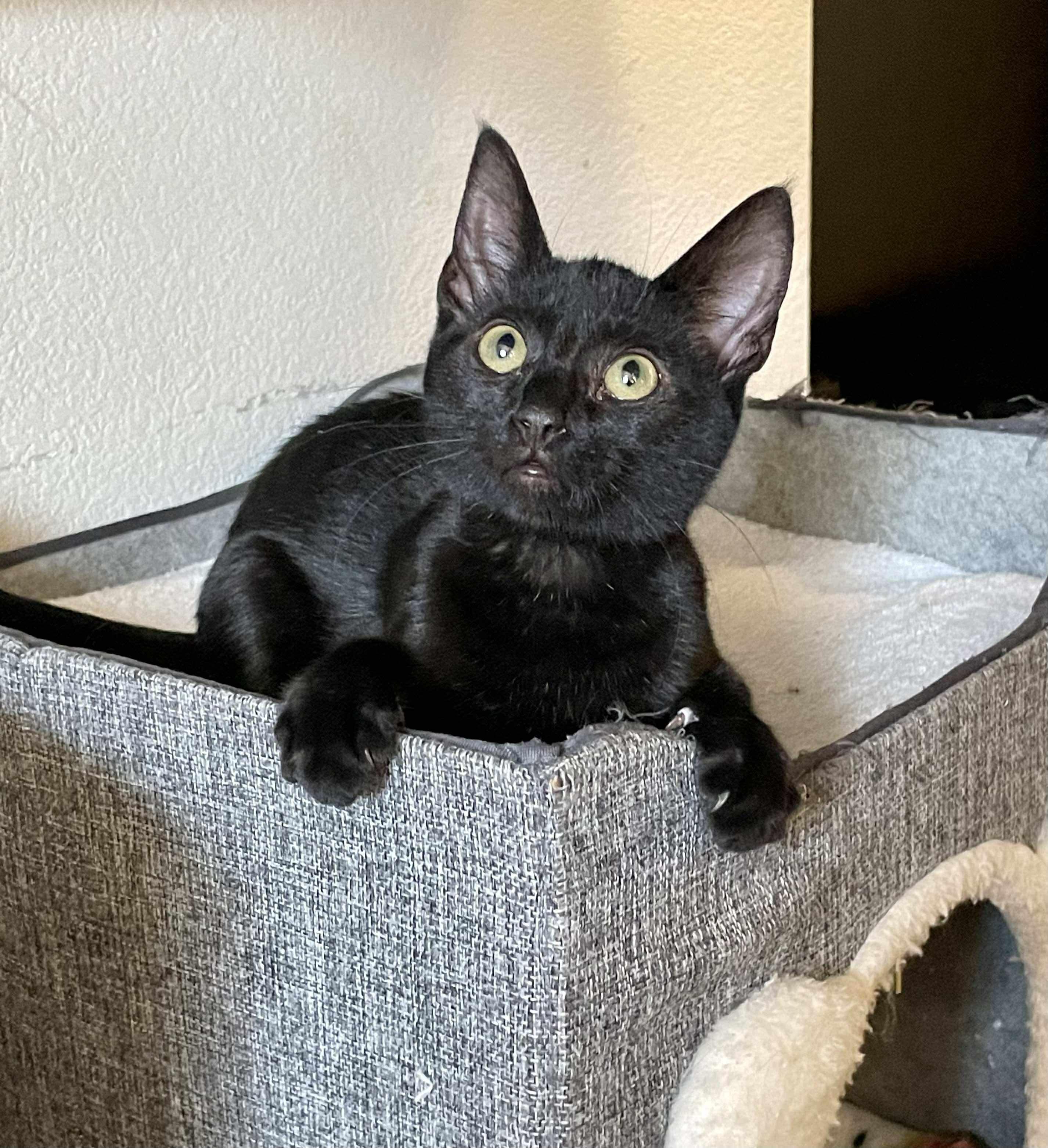 Bolt, a Adoptable Domestic Short Hair in Charlotte, NC image 3/6