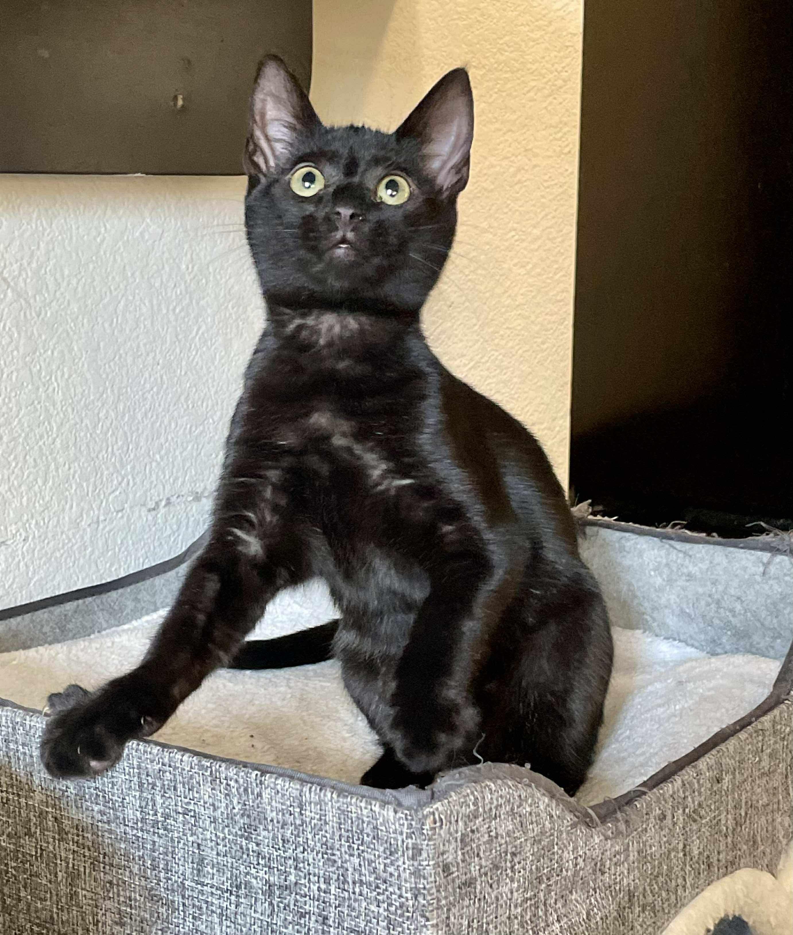 Bolt, a Adoptable Domestic Short Hair in Charlotte, NC image 2/6