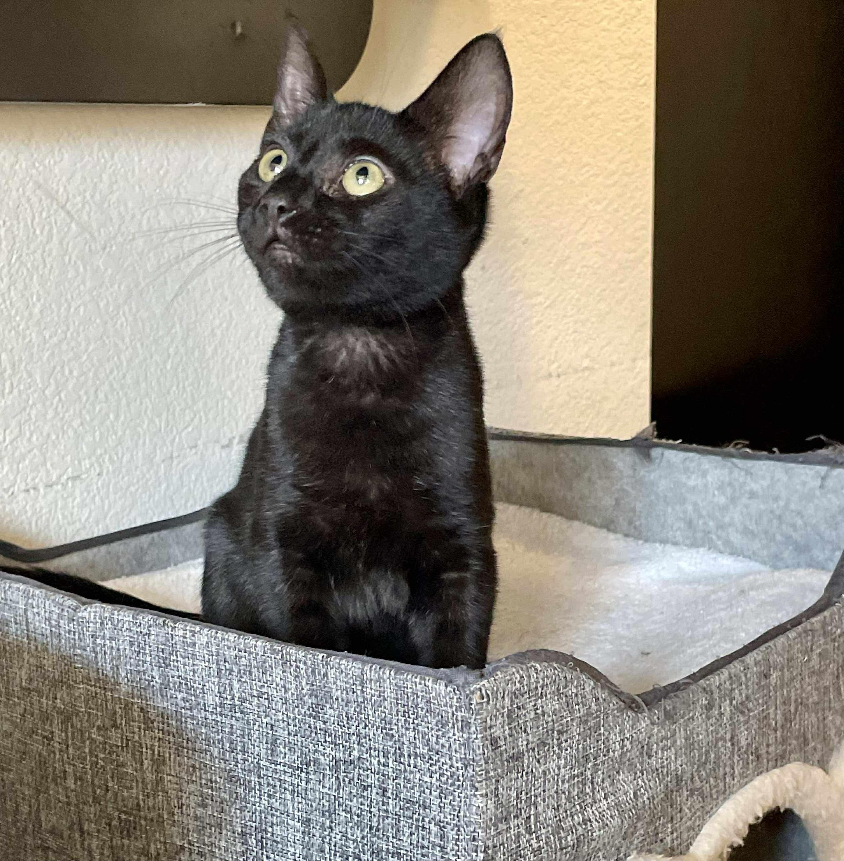 Bolt, a Adoptable Domestic Short Hair in Charlotte, NC image 1/6