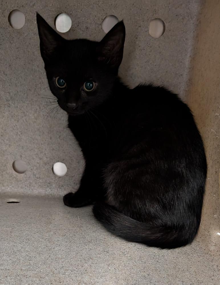 Bolt, a Adoptable Domestic Short Hair in Charlotte, NC image 4/6