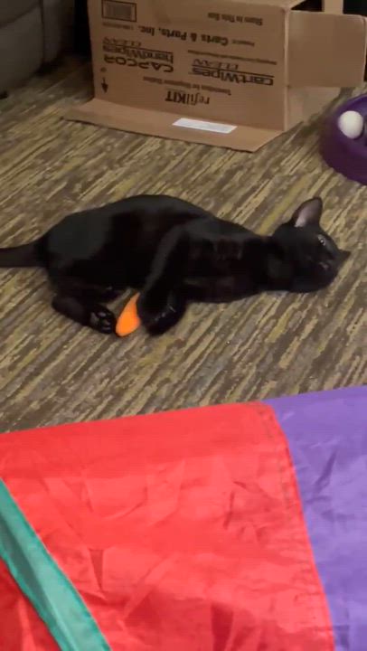 Enlarge Bolt, a Adoptable Domestic Short Hair in Charlotte, NC video 5/6