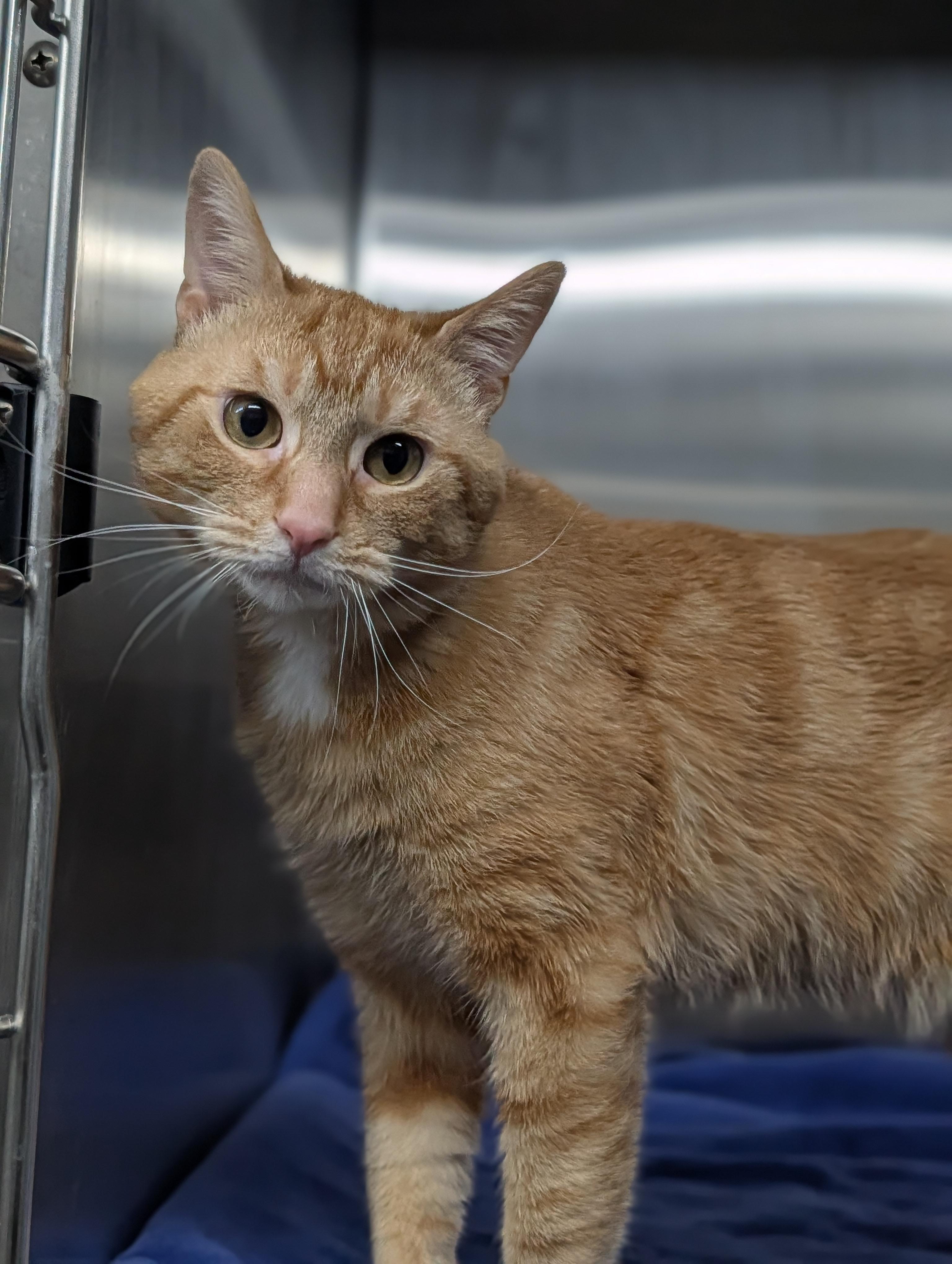 Enlarge Scooty, a ADOPTABLE mixed breed in Plainfield, NJ image 2/2