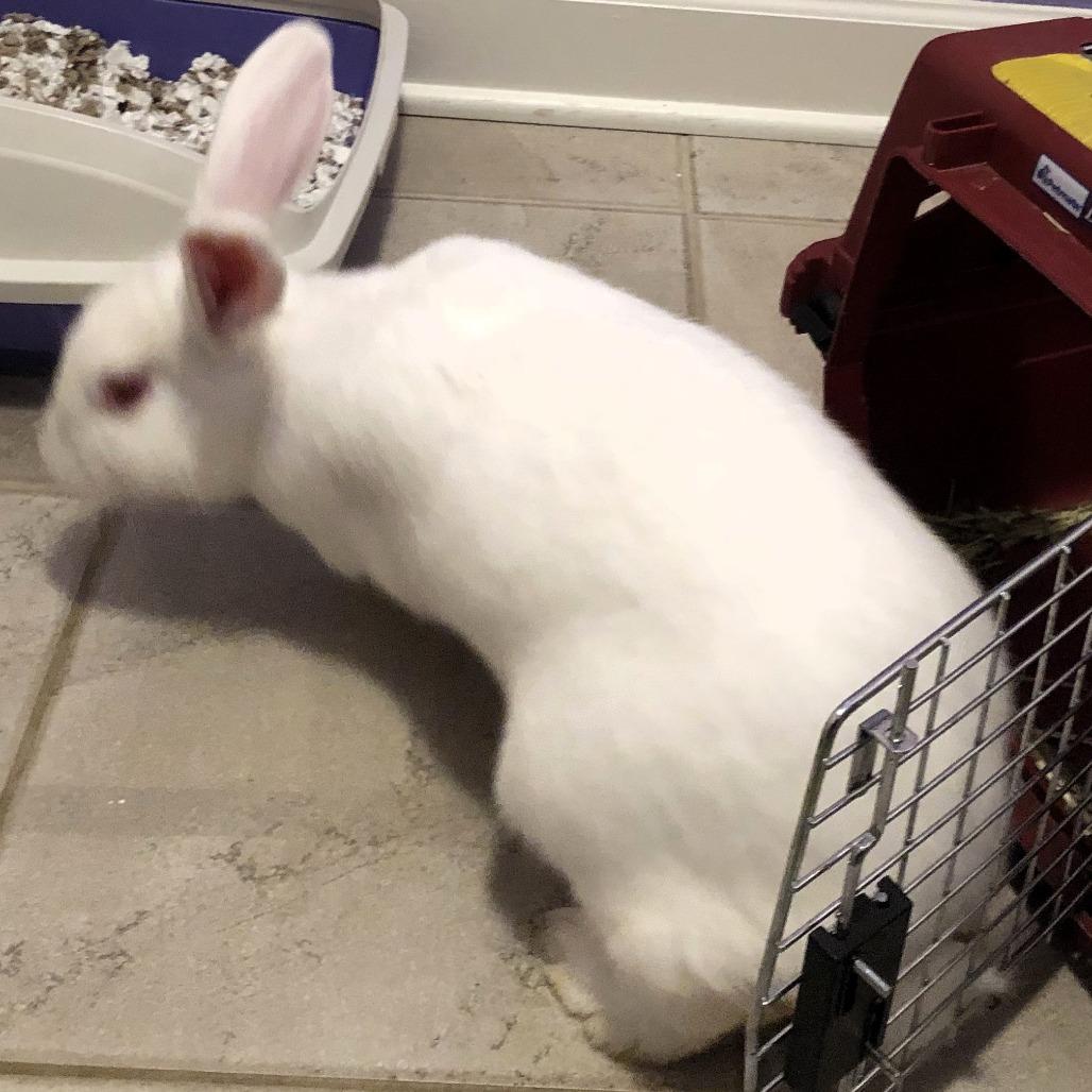 Diandra, Adoptable, Adult Female Rex.