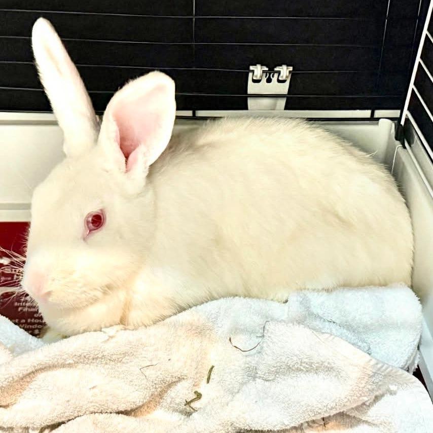 Diandra, Adoptable, Adult Female Rex.