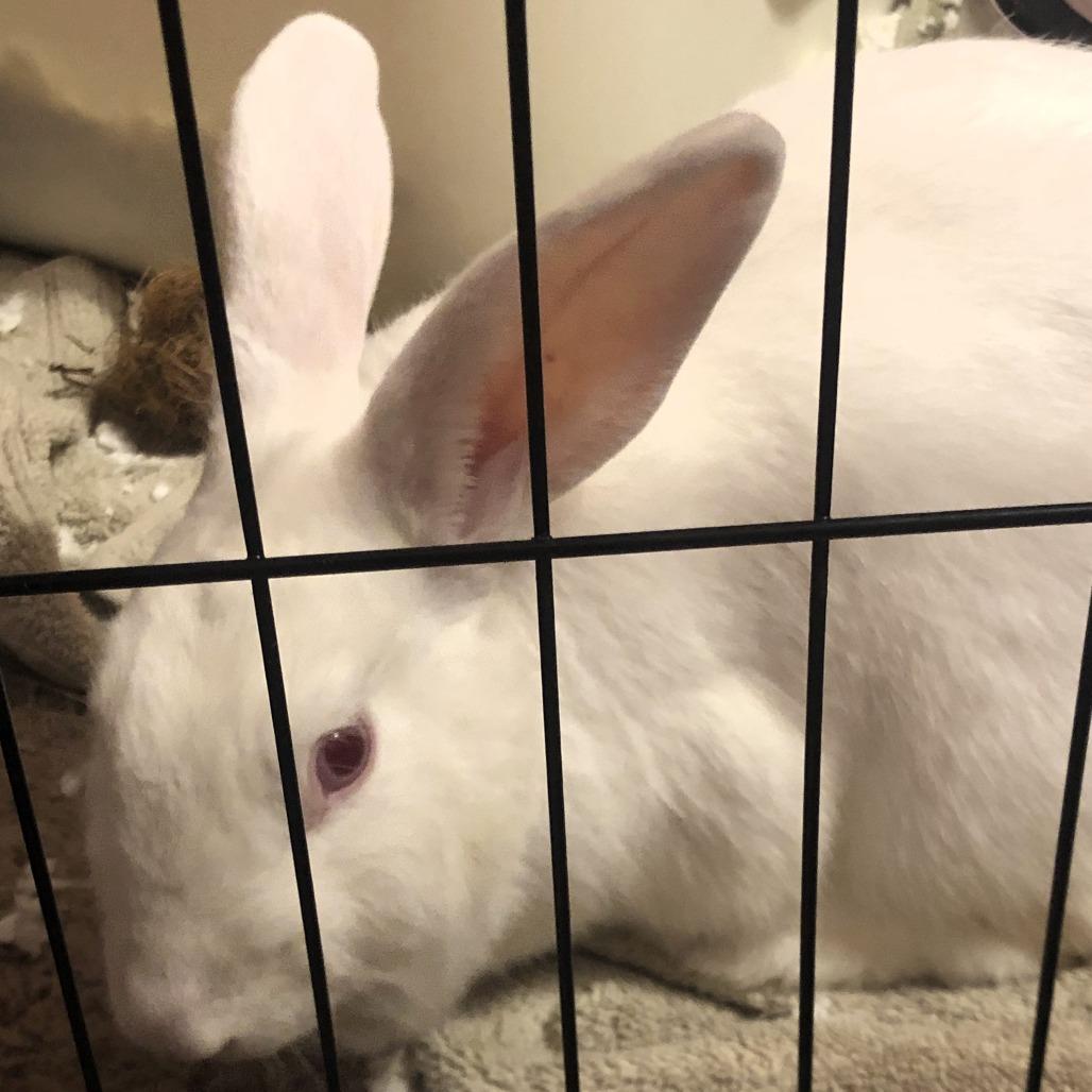 Diandra, a Adoptable Rex in Shawnee, KS image 3/5