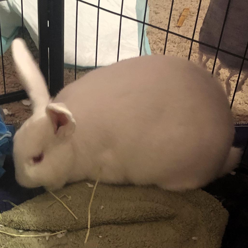 Diandra, a Adoptable Rex in Shawnee, KS image 4/5