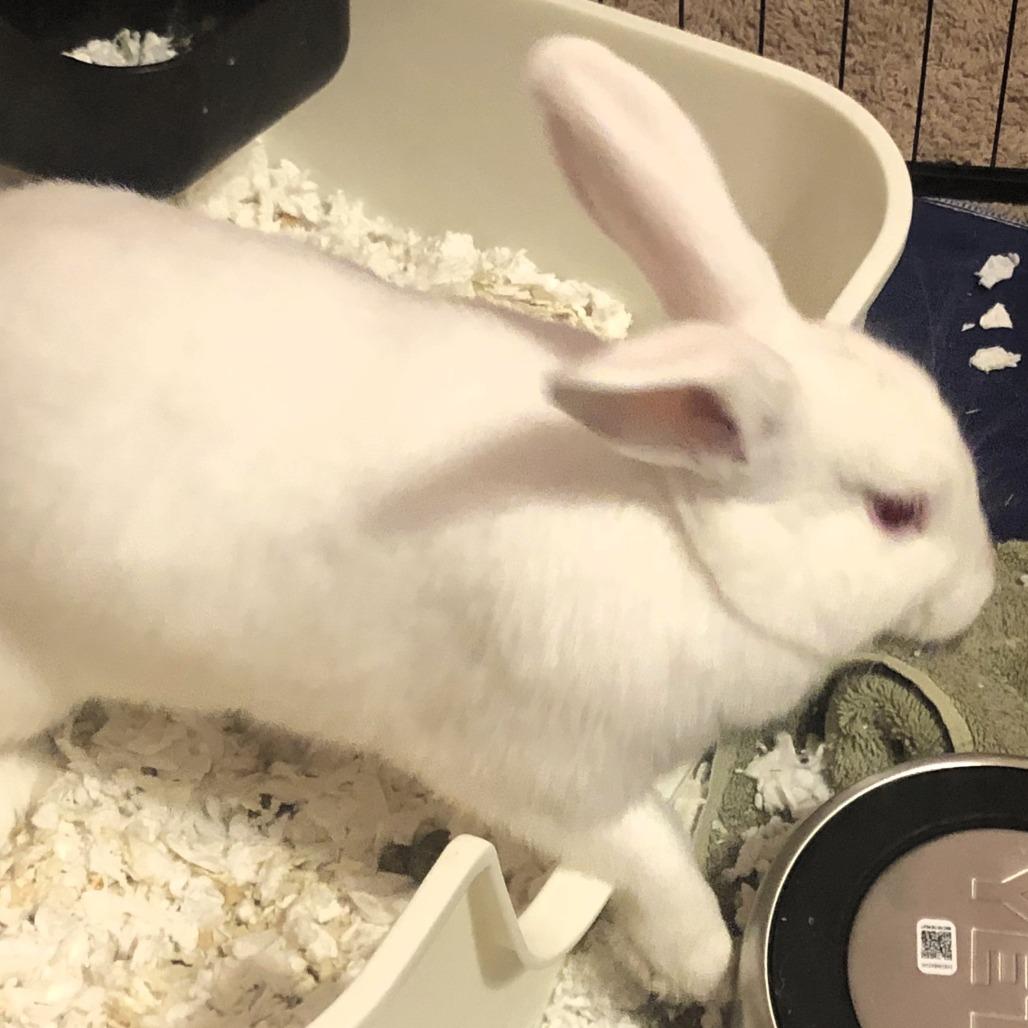 Diandra, a Adoptable Rex in Shawnee, KS image 5/5