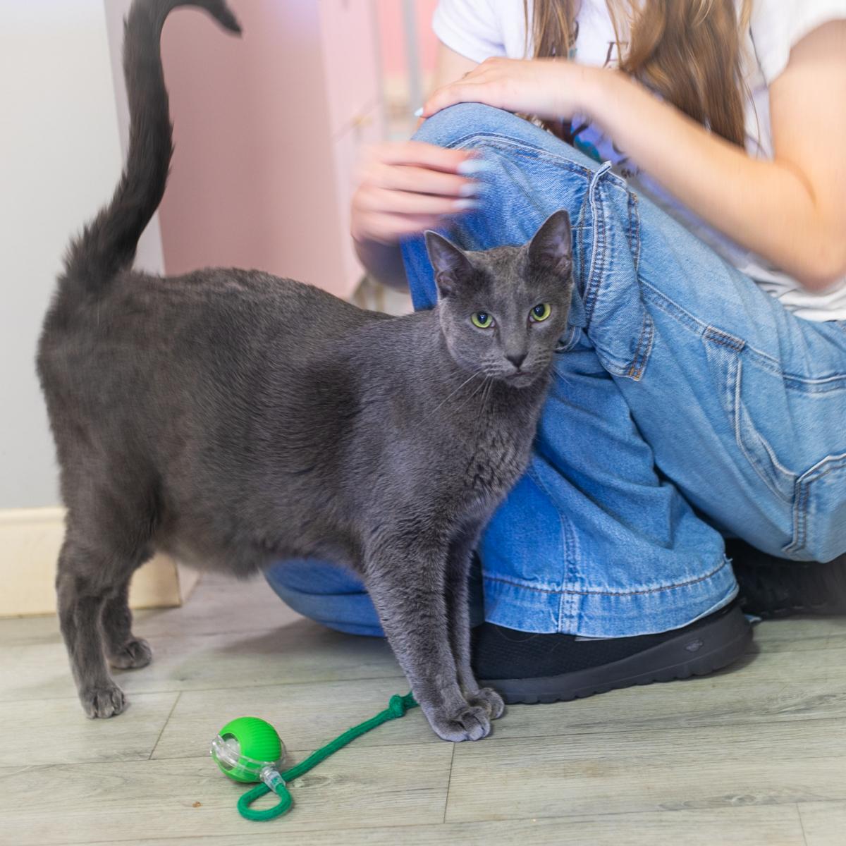 Greyson, Adult Male Russian Blue