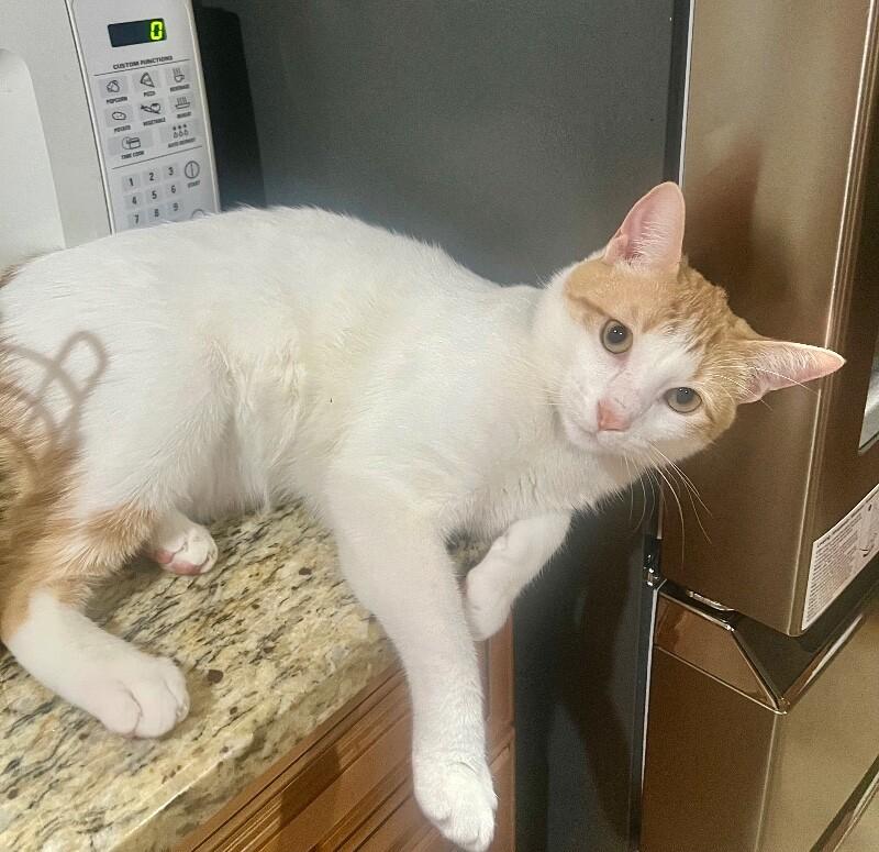 Ginger, Adoptable, Adult Male Domestic Short Hair.