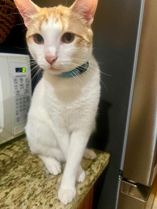 Enlarge Ginger, a Adoptable Domestic Short Hair in North Babylon, NY image 2/3