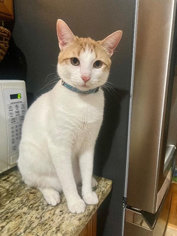 Enlarge Ginger, a Adoptable Domestic Short Hair in North Babylon, NY image 3/3