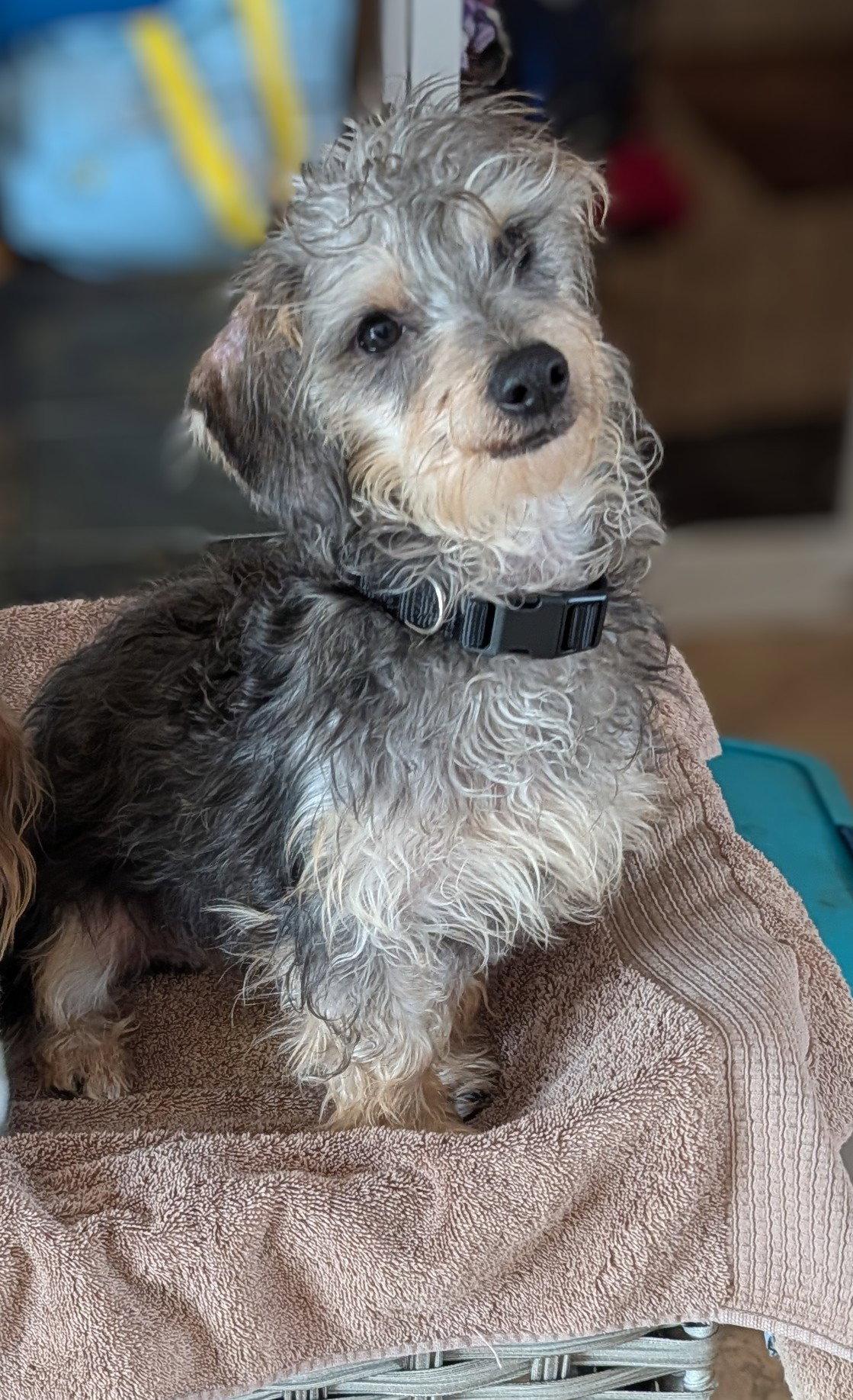 Axel, Adopted, Puppy Male Dachshund.