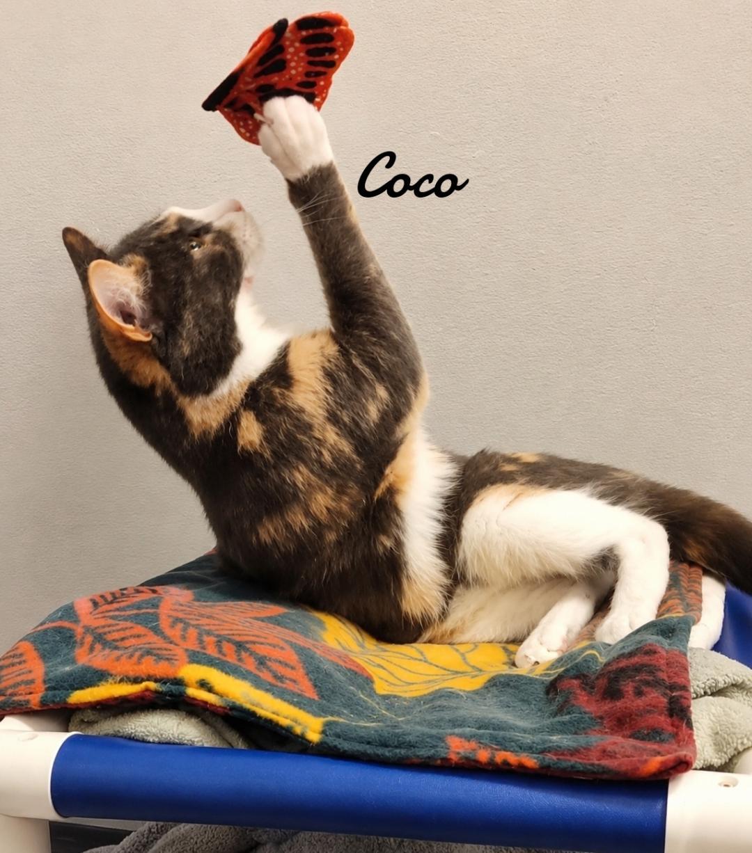 Coco, Adoptable, Young Female Domestic Short Hair.