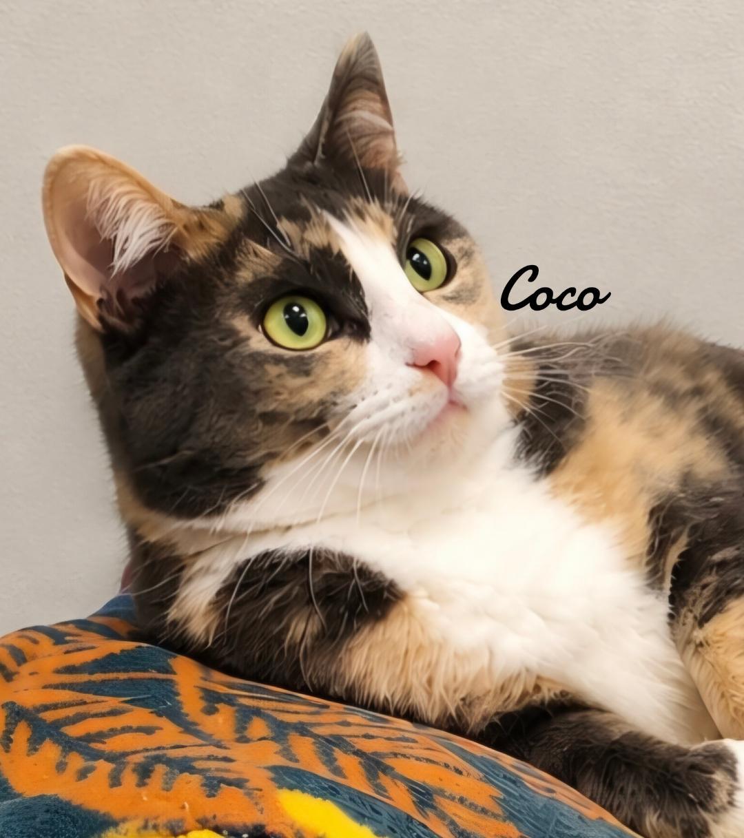 Enlarge Coco, a Adoptable Domestic Short Hair in Naugatuck, CT image 2/3