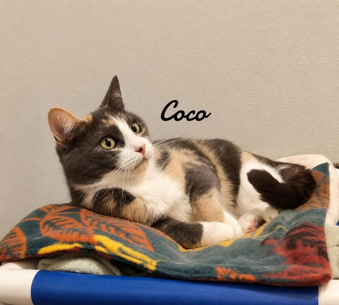 Enlarge Coco, a Adoptable Domestic Short Hair in Naugatuck, CT image 3/3