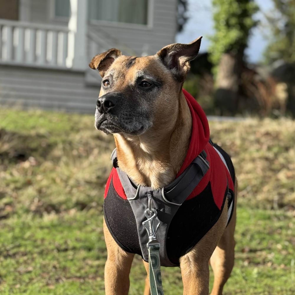 Enlarge Vinnie - AVAILABLE, a Adoptable Pit Bull Terrier in Seattle, WA image 1/6