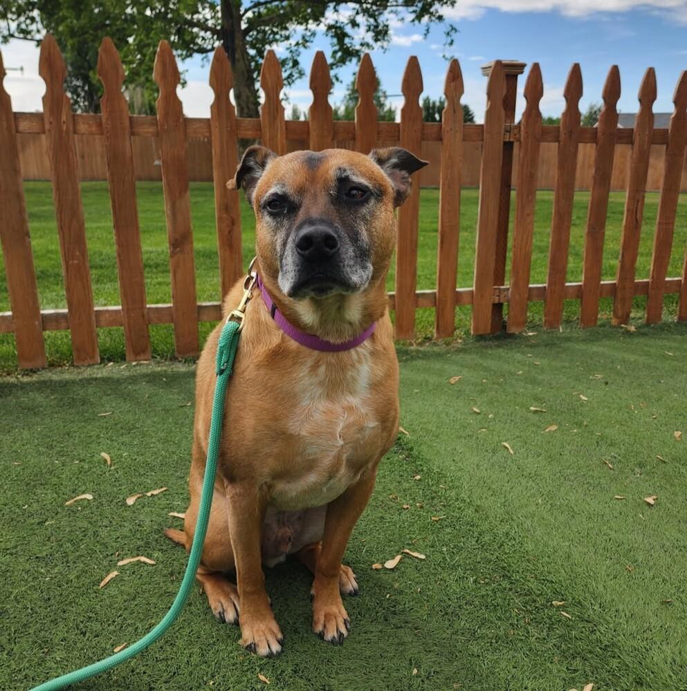 Vinnie - AVAILABLE, Adoptable, Senior Male Pit Bull Terrier.