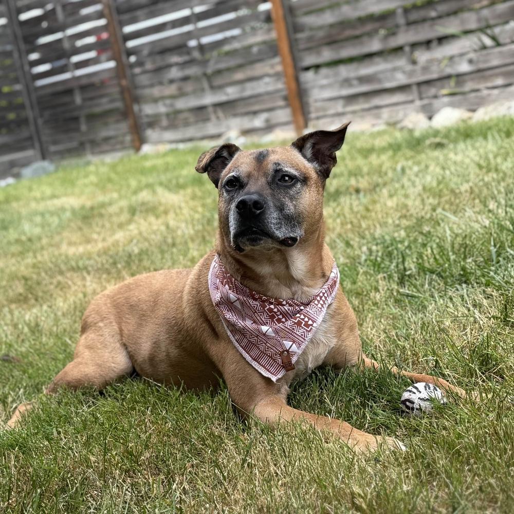 Enlarge Vinnie - AVAILABLE, a Adoptable Pit Bull Terrier in Seattle, WA image 5/6