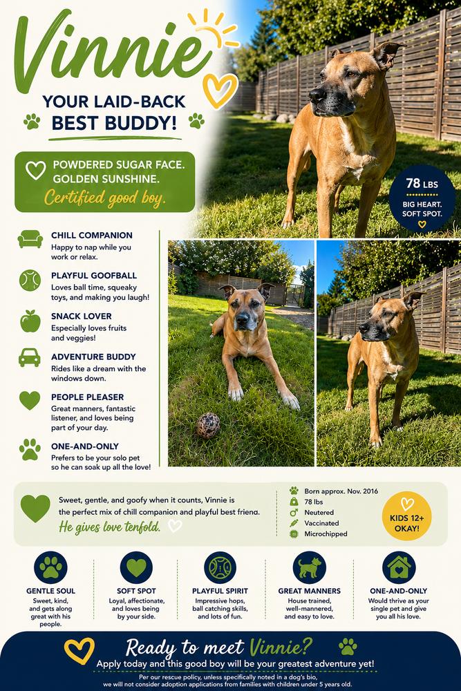 Enlarge Vinnie - AVAILABLE / FOSTER NEEDED, a Adoptable Pit Bull Terrier in Seattle, WA image 1/6