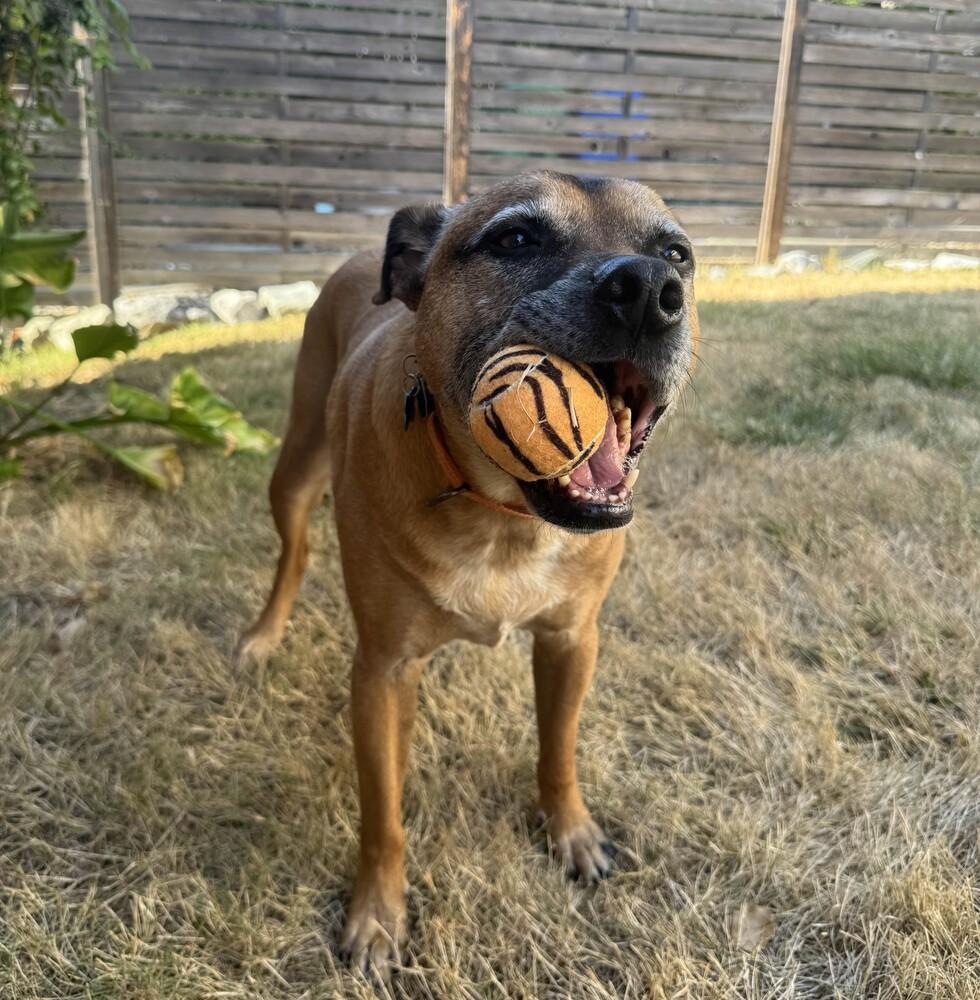 Enlarge Vinnie - AVAILABLE, a Adoptable Pit Bull Terrier in Seattle, WA image 3/6