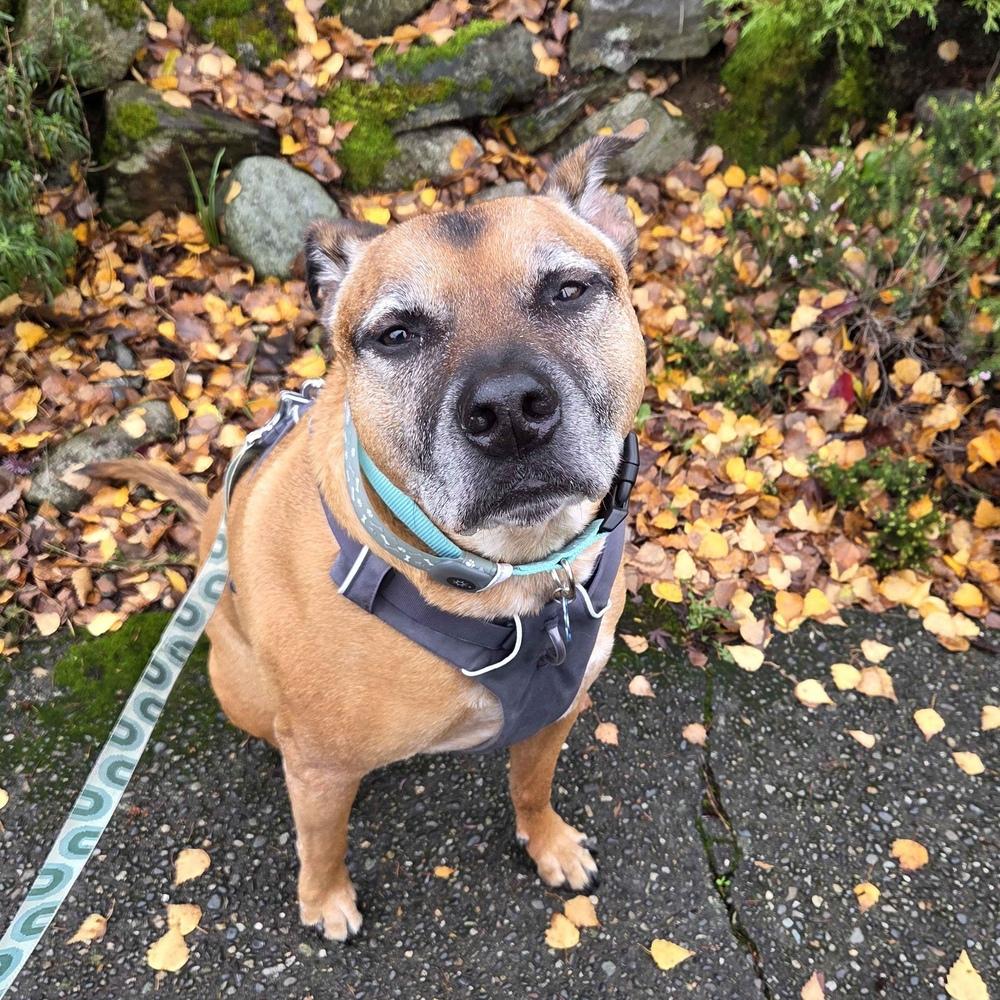 Enlarge Vinnie - AVAILABLE, a Adoptable Pit Bull Terrier in Seattle, WA image 4/6