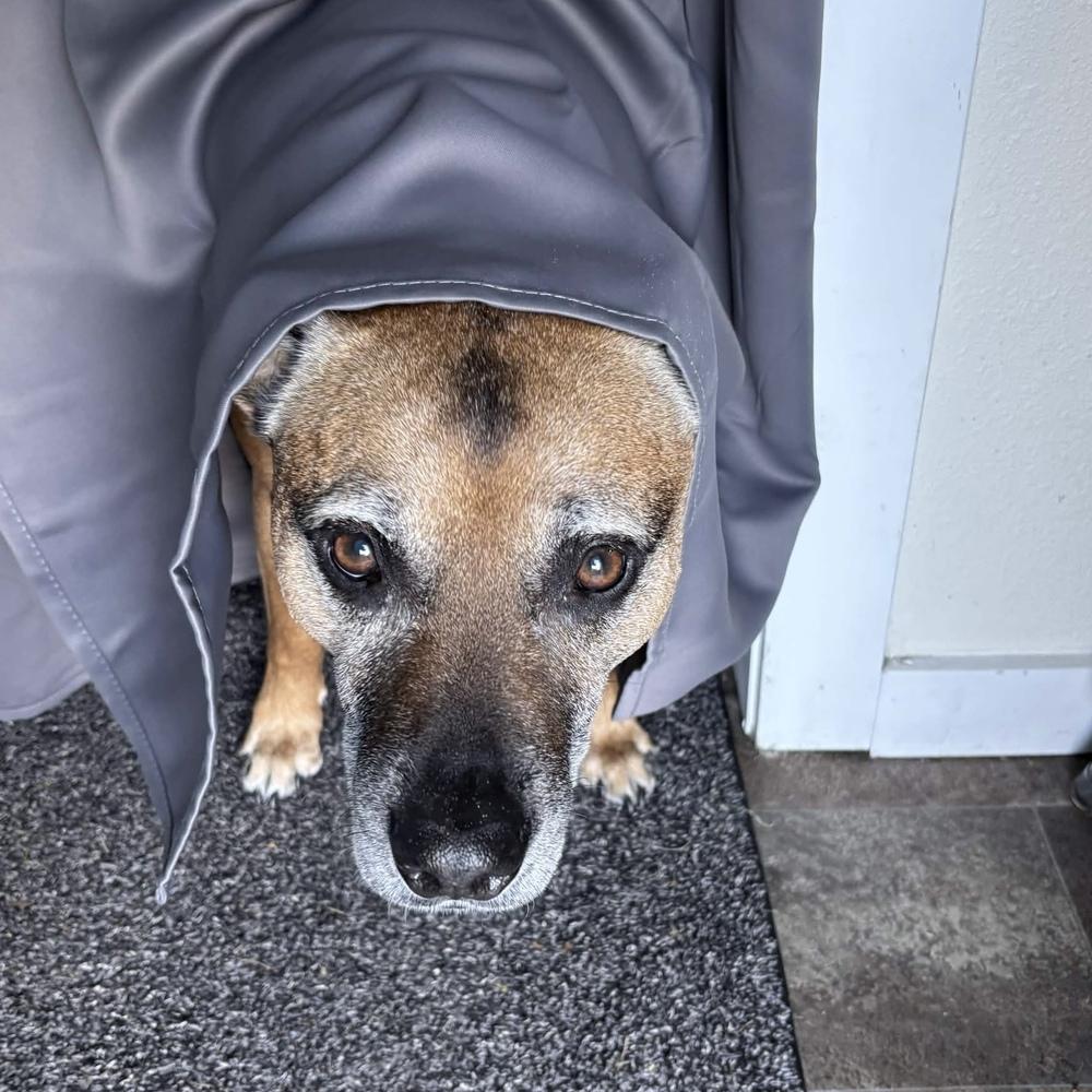 Enlarge Vinnie - AVAILABLE, a Adoptable Pit Bull Terrier in Seattle, WA image 6/6