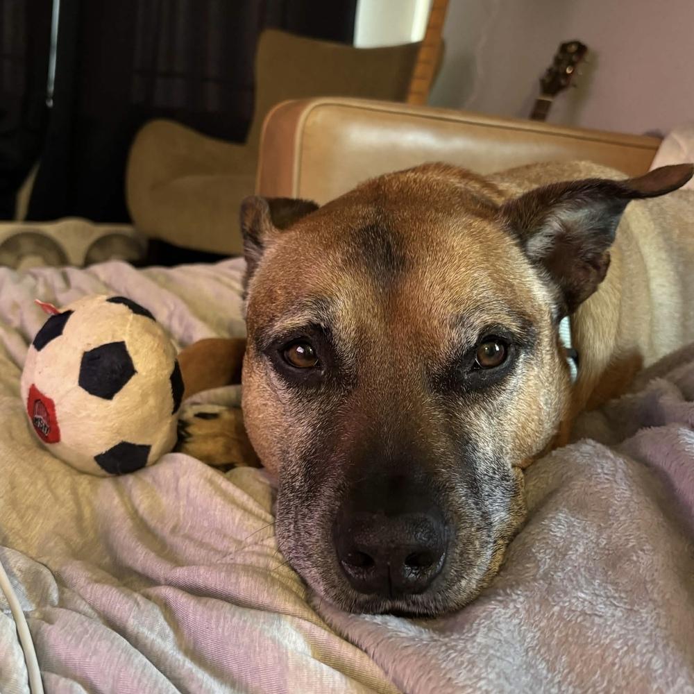 Enlarge Vinnie - AVAILABLE, a Adoptable Pit Bull Terrier in Seattle, WA image 3/6