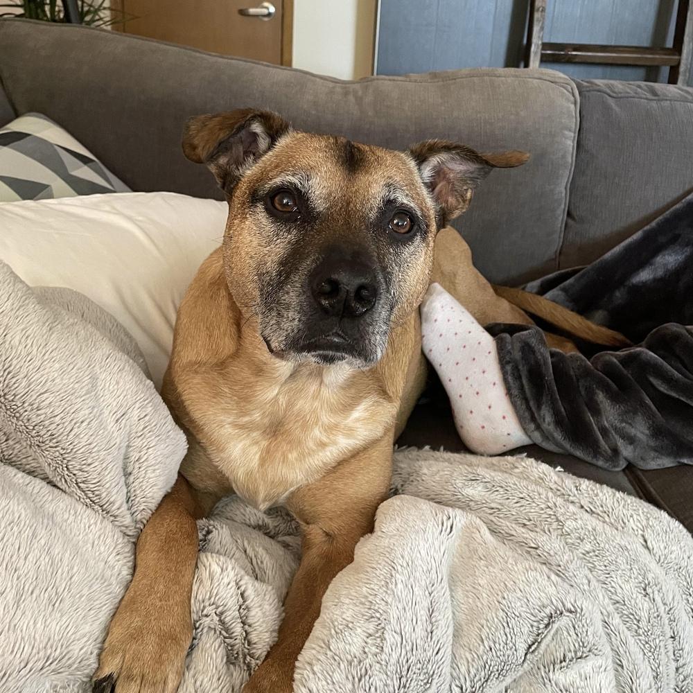 Enlarge Vinnie - AVAILABLE, a Adoptable Pit Bull Terrier in Seattle, WA image 6/6