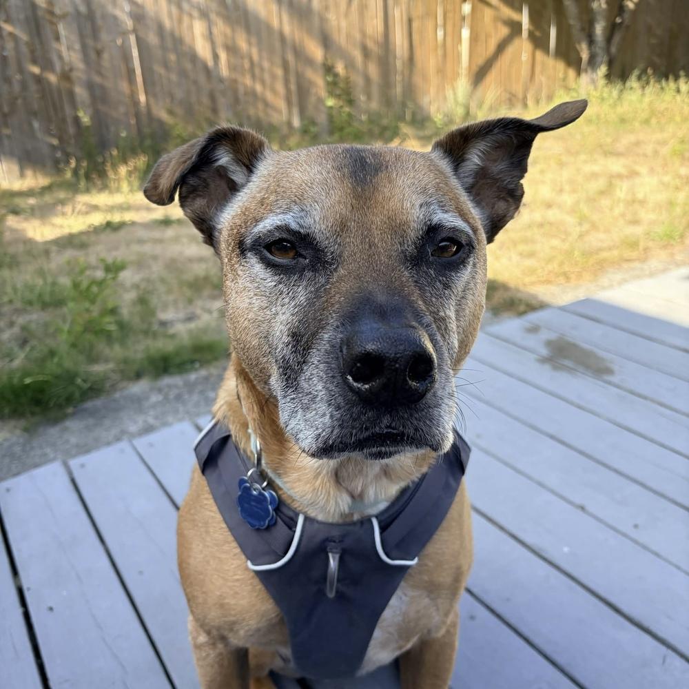 Vinnie - AVAILABLE, Adoptable, Senior Male Pit Bull Terrier.