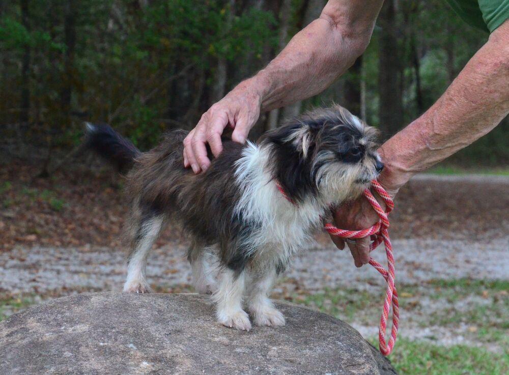 Enlarge Sindee, a Adoptable mixed breed in Willingboro, NJ image 1/6