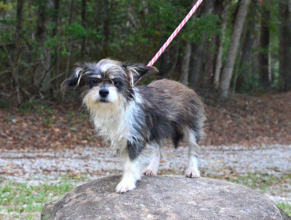 Enlarge Sindee, a Adoptable mixed breed in Willingboro, NJ image 2/6