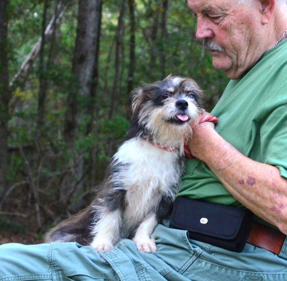 Enlarge Sindee, a Adoptable mixed breed in Willingboro, NJ image 3/6